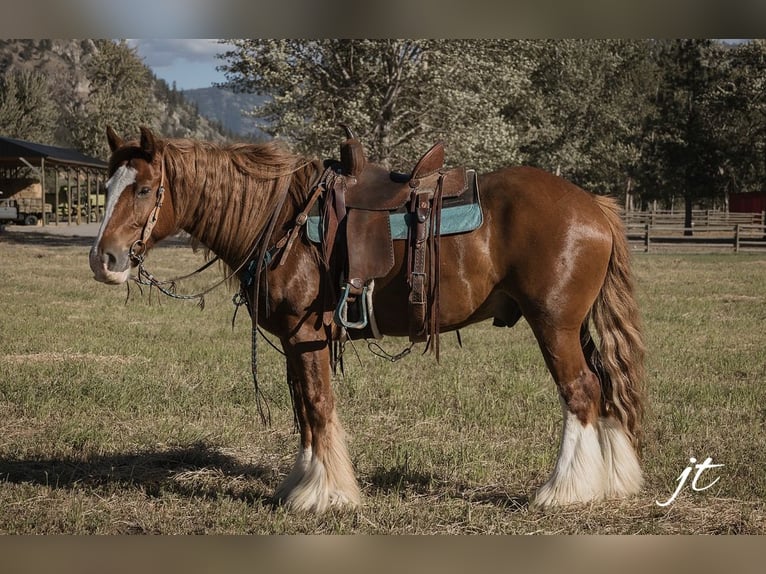 Gypsy Horse Gelding 5 years Chestnut in Wendell