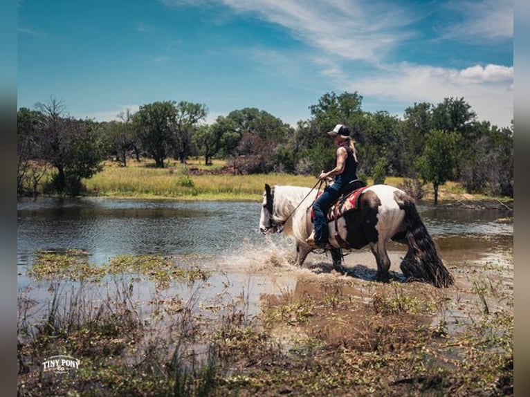 Gypsy Horse Gelding 5 years Pinto in Jacksboro