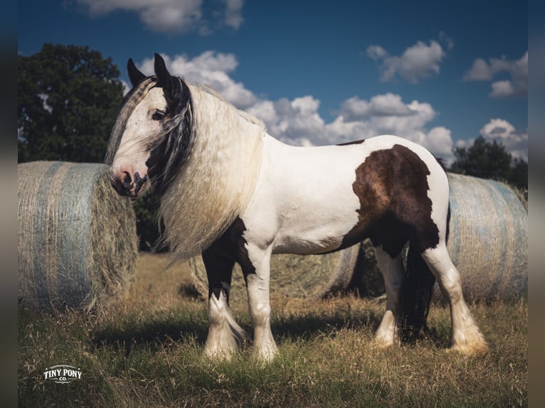 Gypsy Horse Gelding 5 years Pinto in Jacksboro