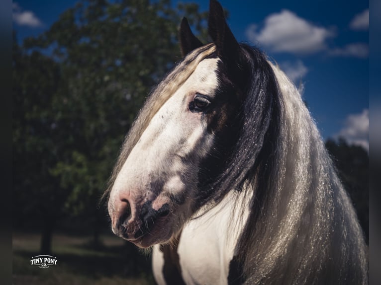Gypsy Horse Gelding 5 years Pinto in Jacksboro