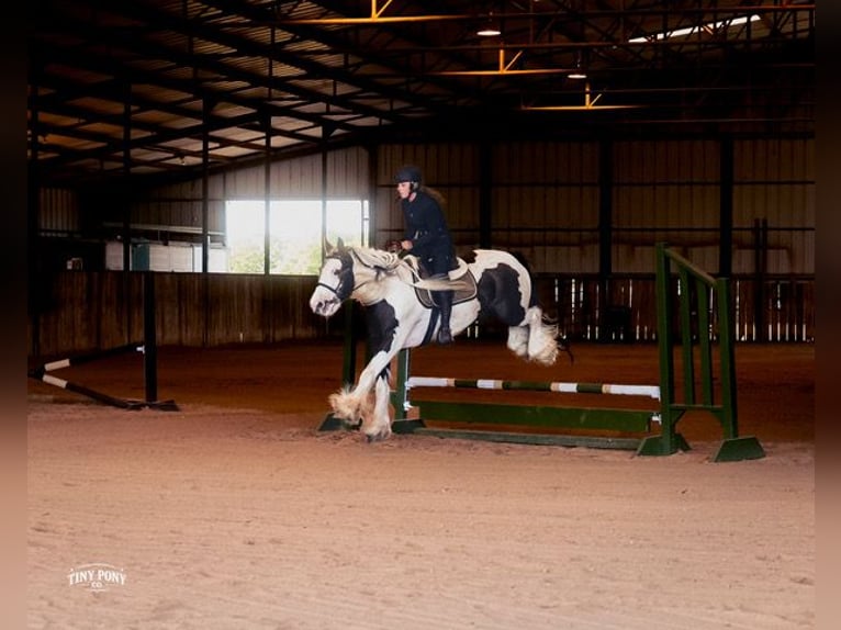 Gypsy Horse Gelding 5 years Pinto in Jacksboro