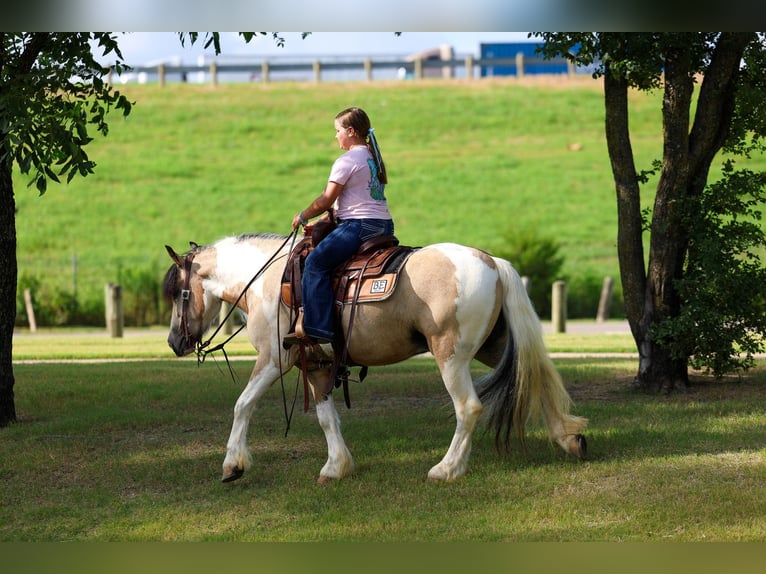 Gypsy Horse Mix Gelding 5 years Pinto in Forney