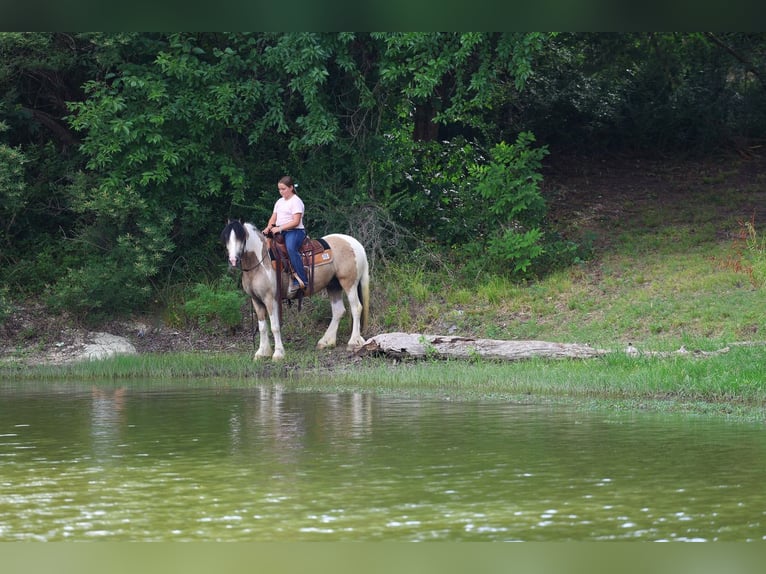 Gypsy Horse Mix Gelding 5 years Pinto in Forney