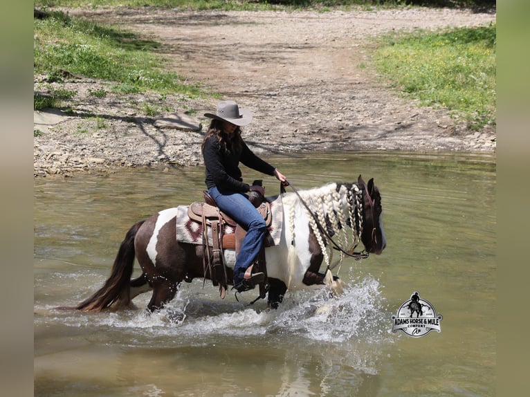 Gypsy Horse Gelding 5 years Pinto in Mount Vernon
