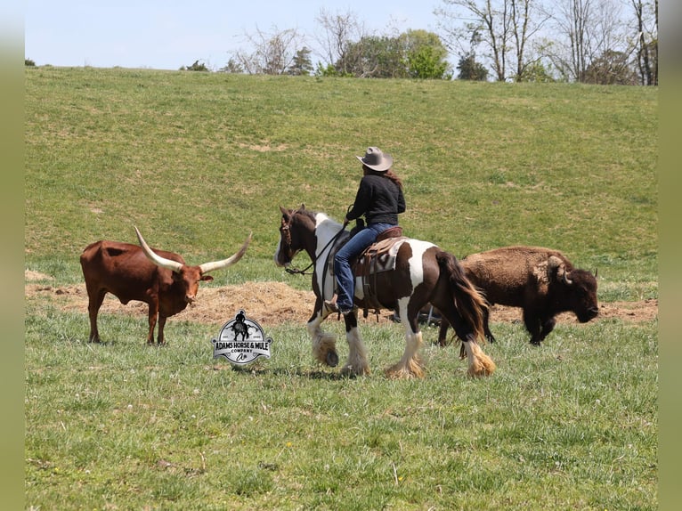 Gypsy Horse Gelding 5 years Pinto in Mount Vernon