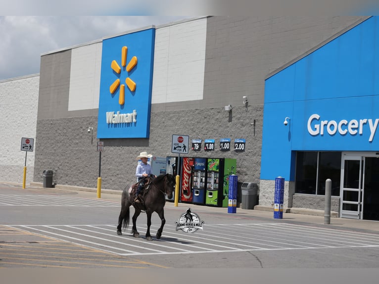 Gypsy Horse Gelding 5 years Roan-Blue in Gladstone, NJ