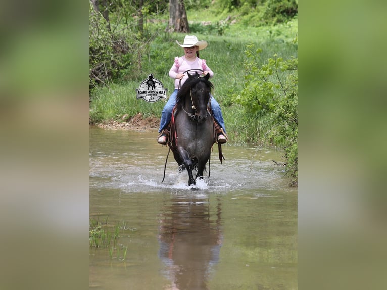 Gypsy Horse Gelding 5 years Roan-Blue in Gladstone, NJ