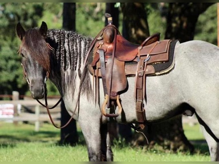 Gypsy Horse Gelding 5 years Roan-Blue in Mims, FL