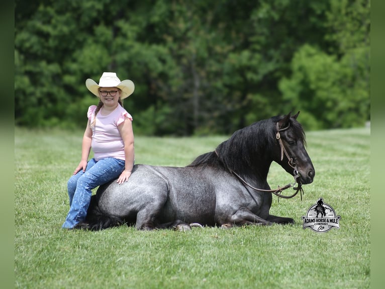 Gypsy Horse Gelding 5 years Roan-Blue in Gladstone, NJ
