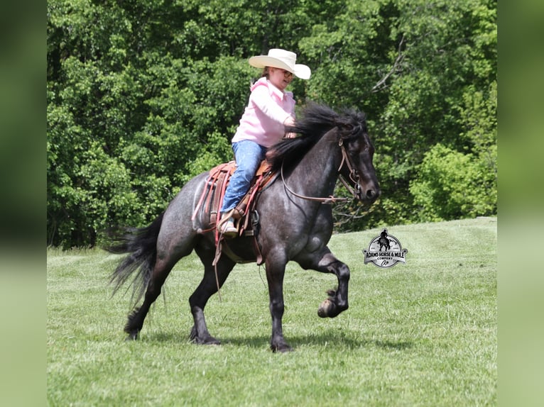 Gypsy Horse Gelding 5 years Roan-Blue in Gladstone, NJ