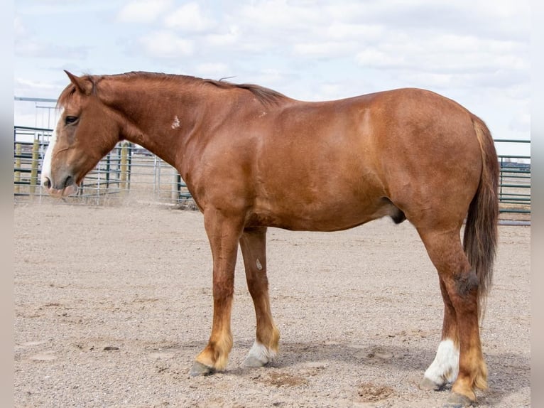 Gypsy Horse Mix Gelding 5 years Roan-Red in Rigby, ID