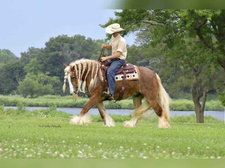 Gypsy Horse Gelding 5 years Sorrel in Oelwein