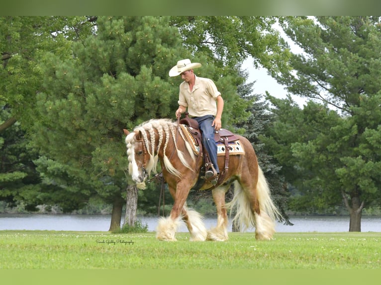 Gypsy Horse Gelding 5 years Sorrel in Oelwein