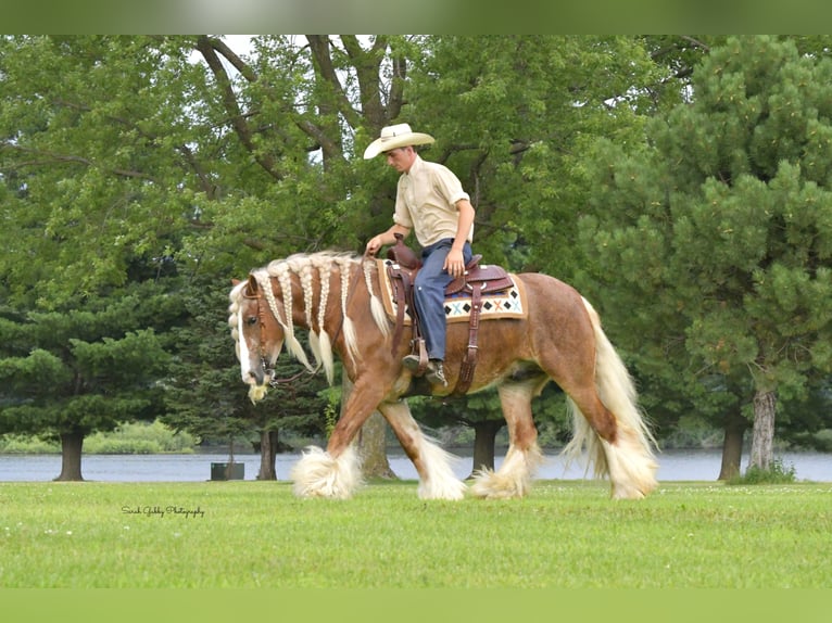 Gypsy Horse Gelding 5 years Sorrel in Oelwein