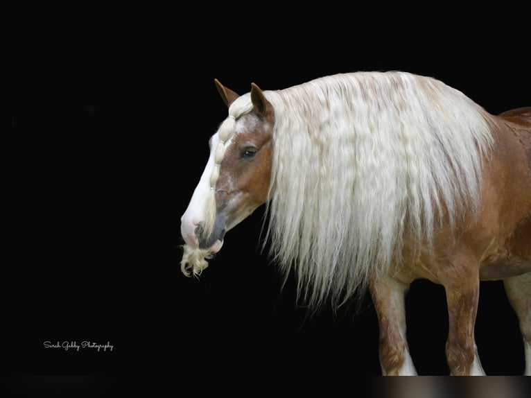 Gypsy Horse Gelding 5 years Sorrel in Oelwein