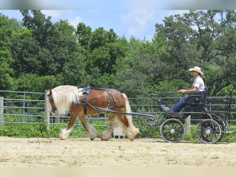 Gypsy Horse Gelding 5 years Sorrel in Oelwein