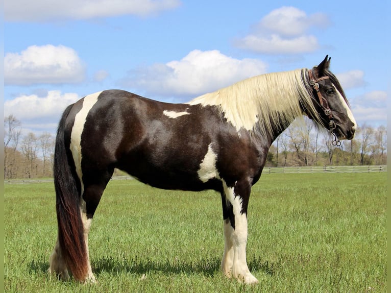 Gypsy Horse Gelding 5 years Tobiano-all-colors in Howell MI