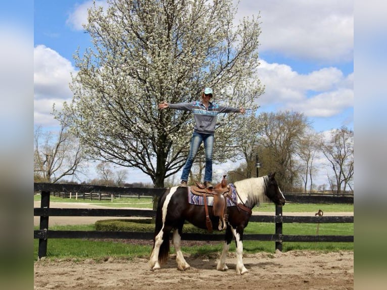 Gypsy Horse Gelding 5 years Tobiano-all-colors in Howell MI