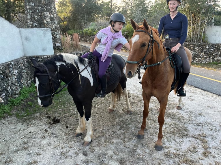 Gypsy Horse Gelding 5 years Tobiano-all-colors in Ocala FL