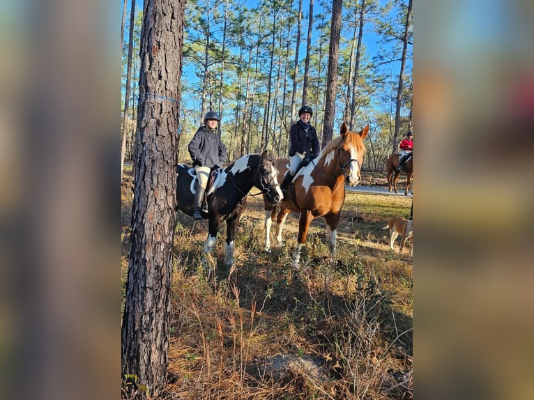 Gypsy Horse Gelding 5 years Tobiano-all-colors in Ocala FL