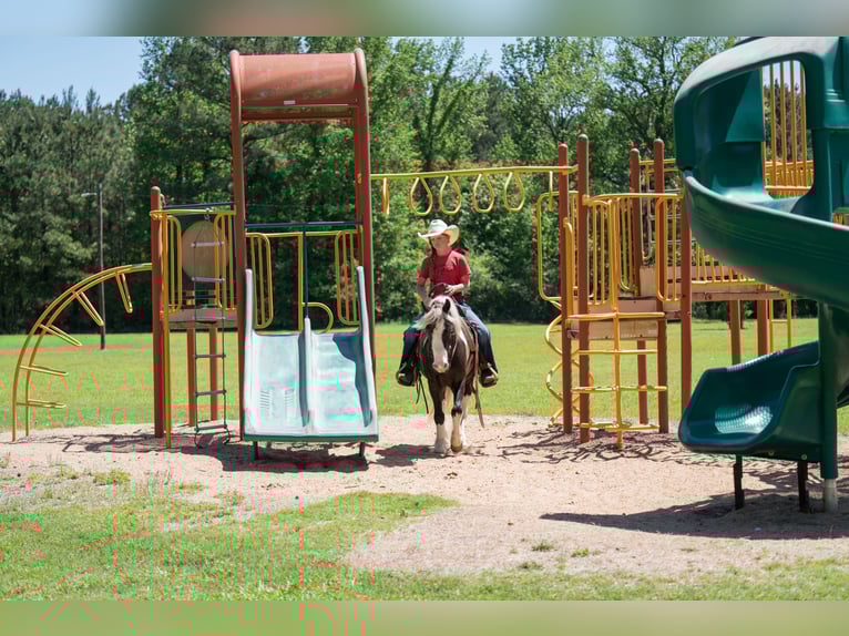Gypsy Horse Mix Gelding 5 years  in Bloomburg, TX