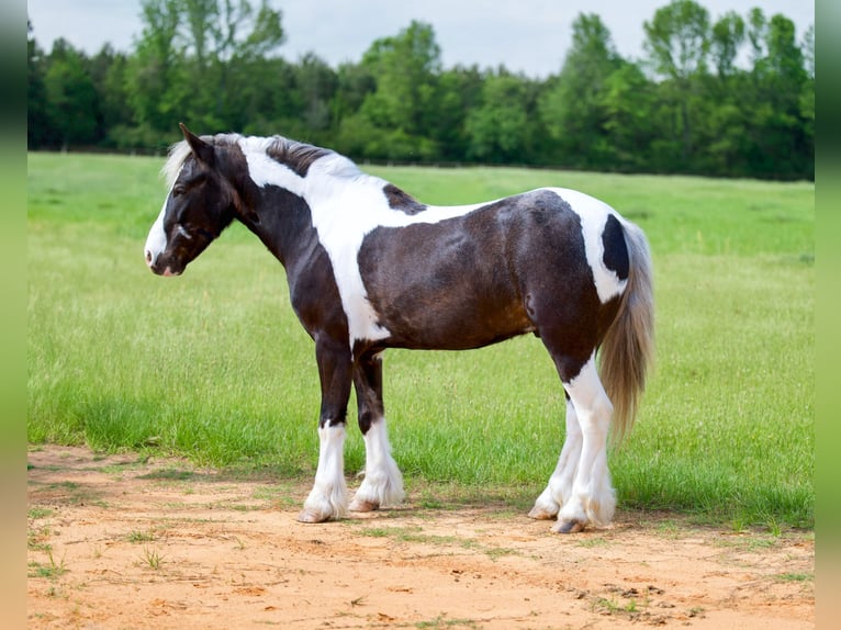Gypsy Horse Mix Gelding 5 years  in Bloomburg, TX