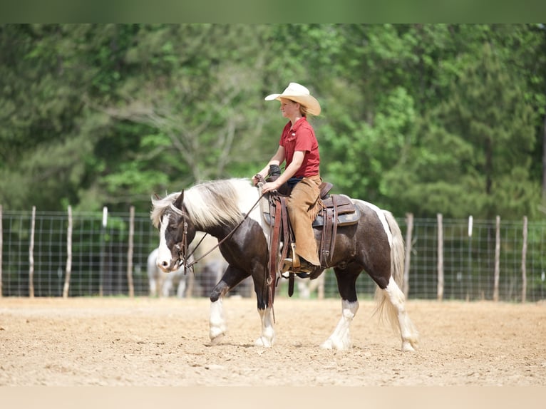 Gypsy Horse Mix Gelding 5 years  in Bloomburg, TX
