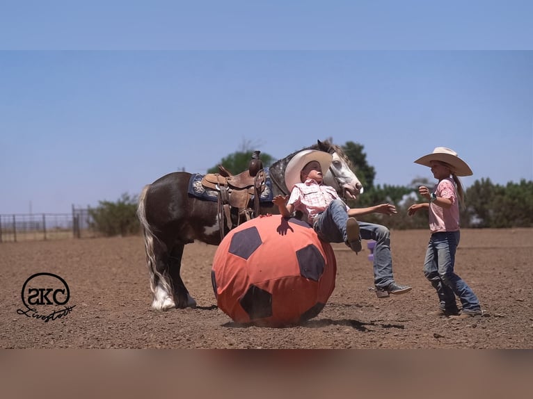 Gypsy Horse Mix Gelding 5 years  in Canyon