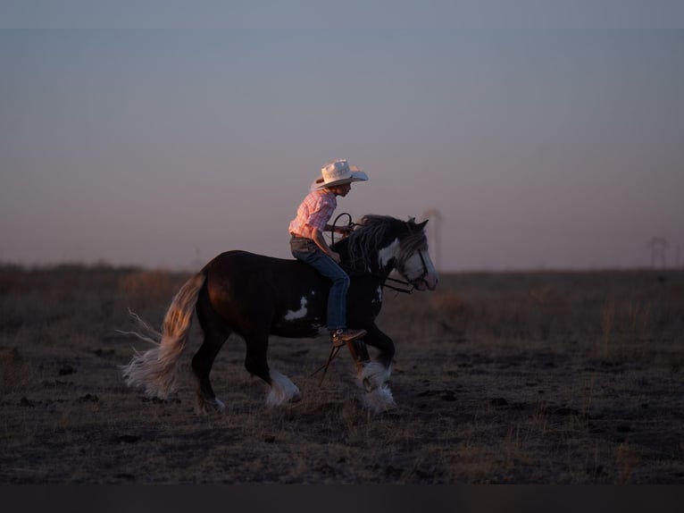 Gypsy Horse Mix Gelding 5 years  in Canyon