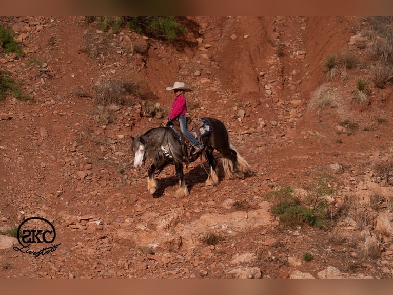 Gypsy Horse Mix Gelding 5 years  in Canyon