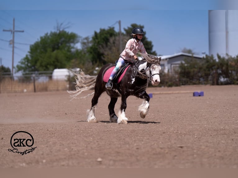 Gypsy Horse Mix Gelding 5 years  in Canyon