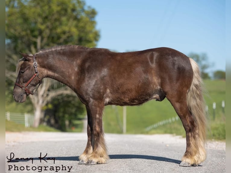 Gypsy Horse Mix Gelding 5 years in Mount Vernon, MO