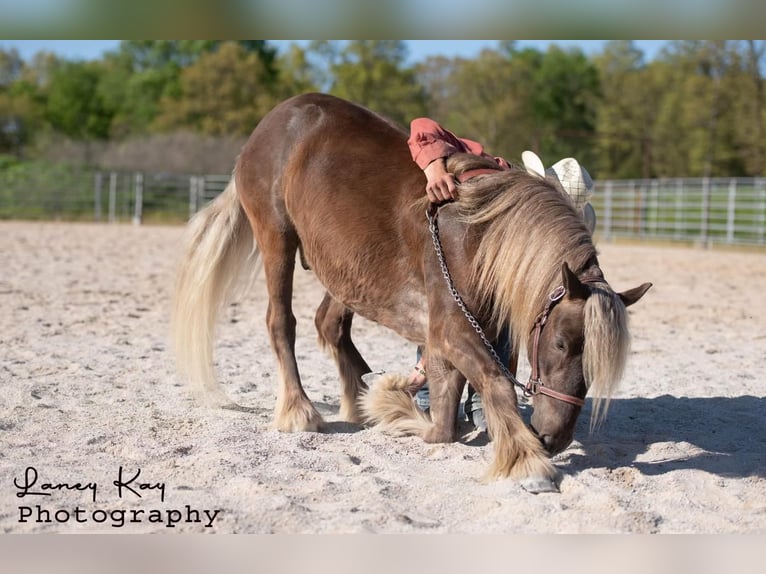 Gypsy Horse Mix Gelding 5 years in Mount Vernon, MO