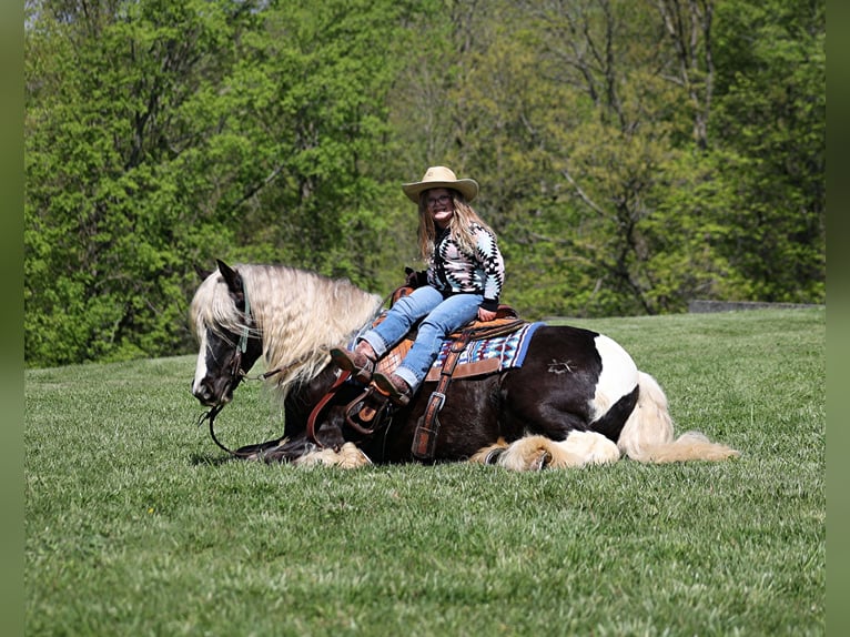 Gypsy Horse Gelding 5 years in Mount Vernon kY