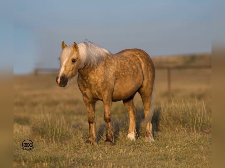 Gypsy Horse Gelding 6 years 11,2 hh Palomino in Canyon