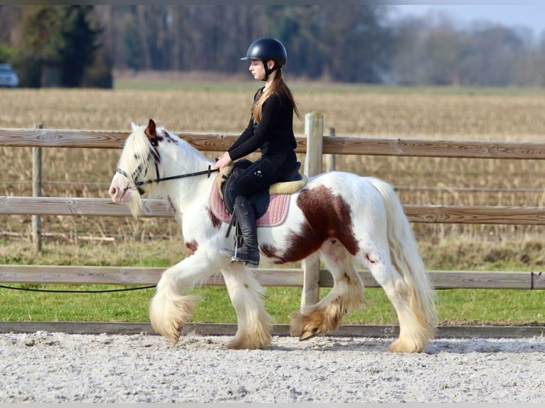 Gypsy Horse Gelding 6 years 11,2 hh Pinto in Bogaarden