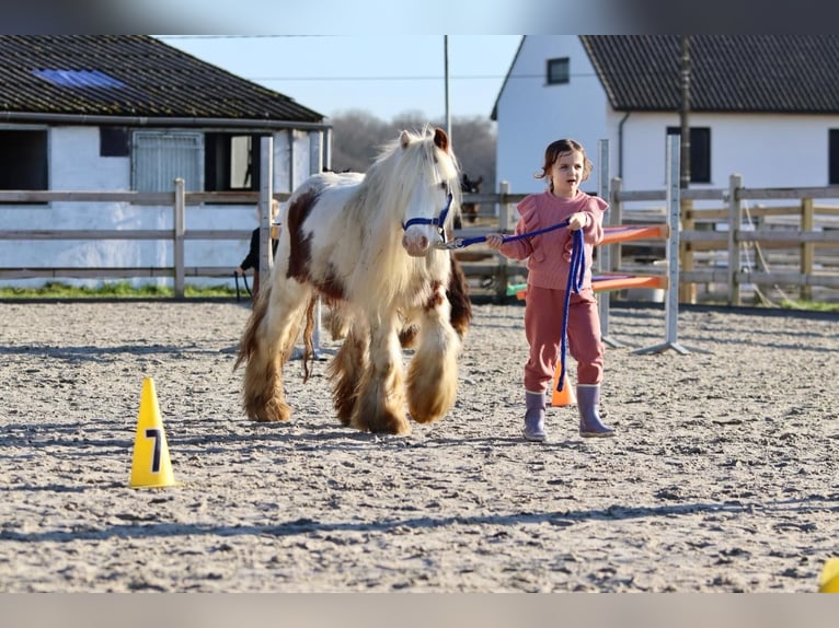 Gypsy Horse Gelding 6 years 11,2 hh Pinto in Bogaarden