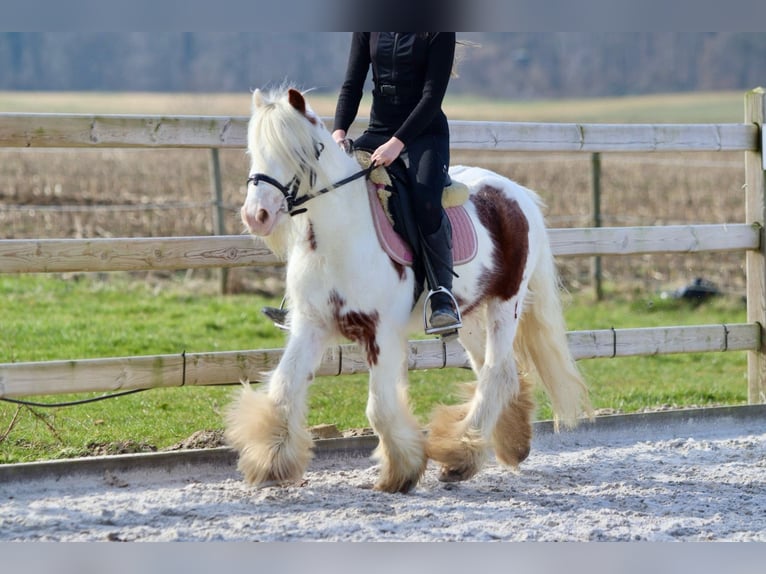 Gypsy Horse Gelding 6 years 11,2 hh Pinto in Bogaarden