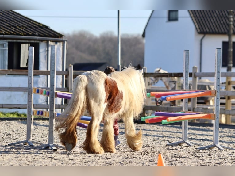 Gypsy Horse Gelding 6 years 11,2 hh Pinto in Bogaarden