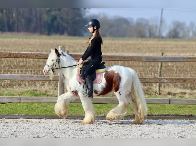 Gypsy Horse Gelding 6 years 11,2 hh Pinto in Bogaarden