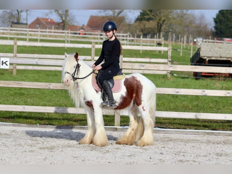 Gypsy Horse Gelding 6 years 11,2 hh Pinto in Bogaarden