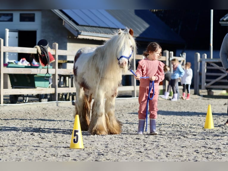 Gypsy Horse Gelding 6 years 11,2 hh Pinto in Bogaarden