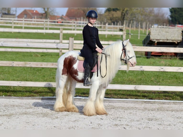 Gypsy Horse Gelding 6 years 11,2 hh Pinto in Bogaarden