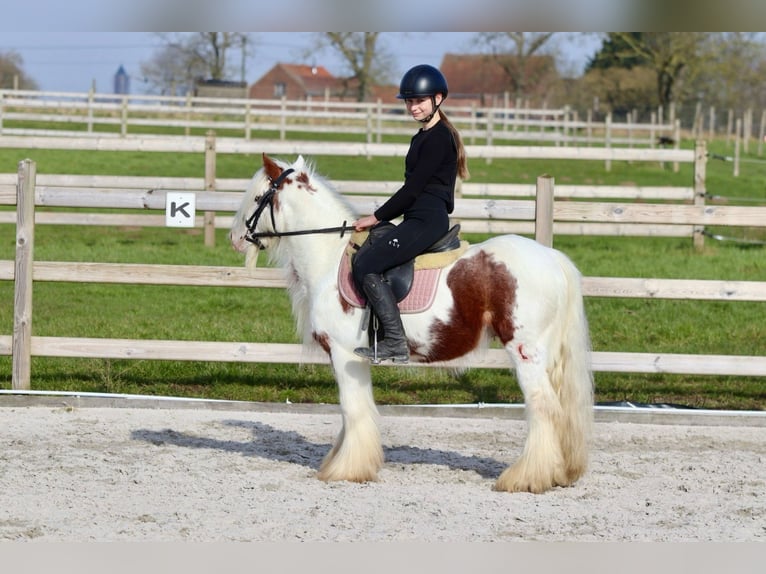 Gypsy Horse Gelding 6 years 11,2 hh Pinto in Bogaarden