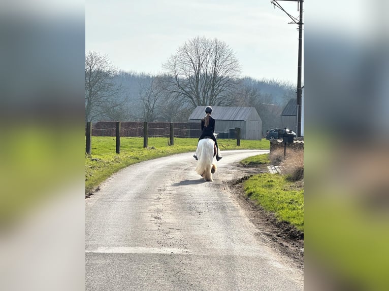 Gypsy Horse Gelding 6 years 11,2 hh Pinto in Bogaarden