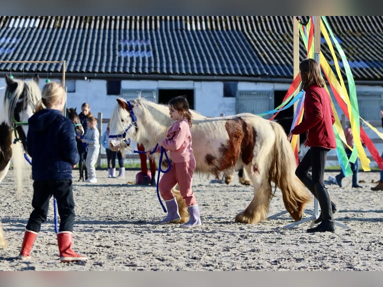 Gypsy Horse Gelding 6 years 11,2 hh Pinto in Bogaarden