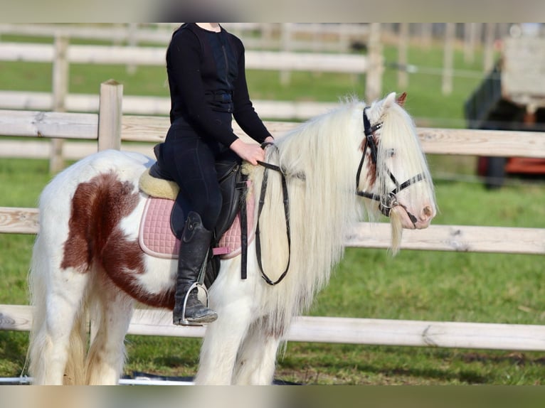 Gypsy Horse Gelding 6 years 11,2 hh Pinto in Bogaarden