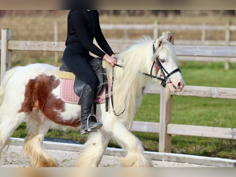 Gypsy Horse Gelding 6 years 11,2 hh Pinto in Bogaarden