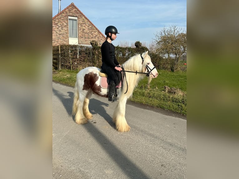 Gypsy Horse Gelding 6 years 11,2 hh Pinto in Bogaarden