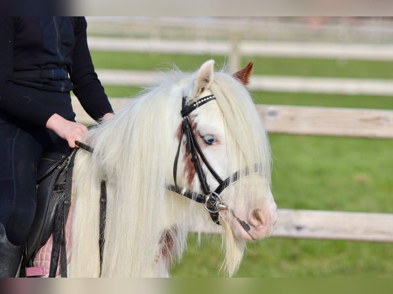 Gypsy Horse Gelding 6 years 11,2 hh Pinto in Bogaarden